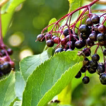 Elderberry
