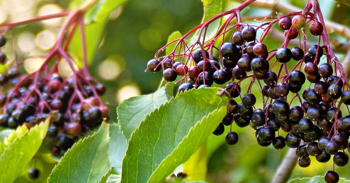 Elderberry