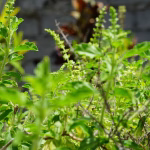 Tulsi