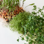 microgreens