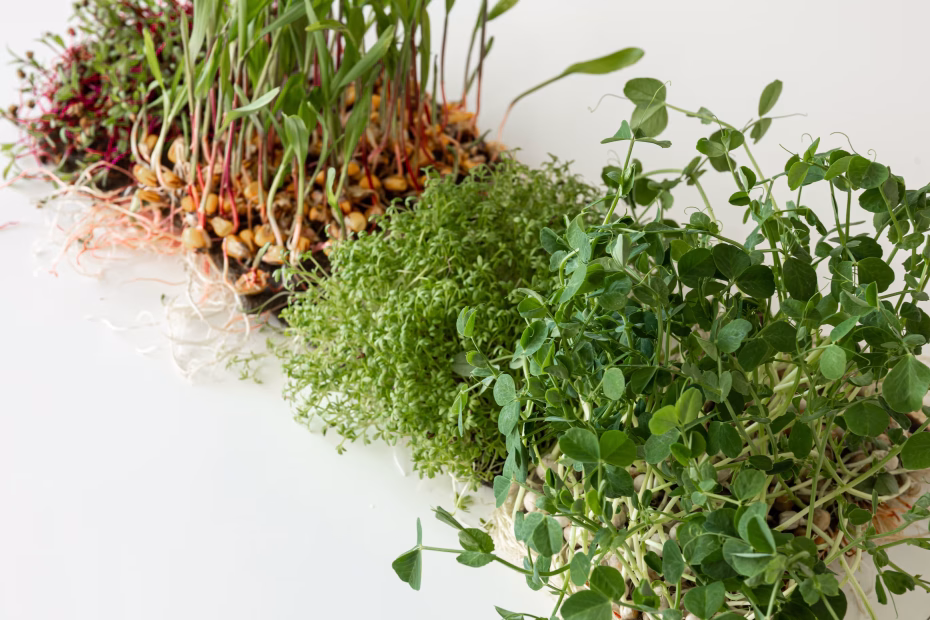 microgreens