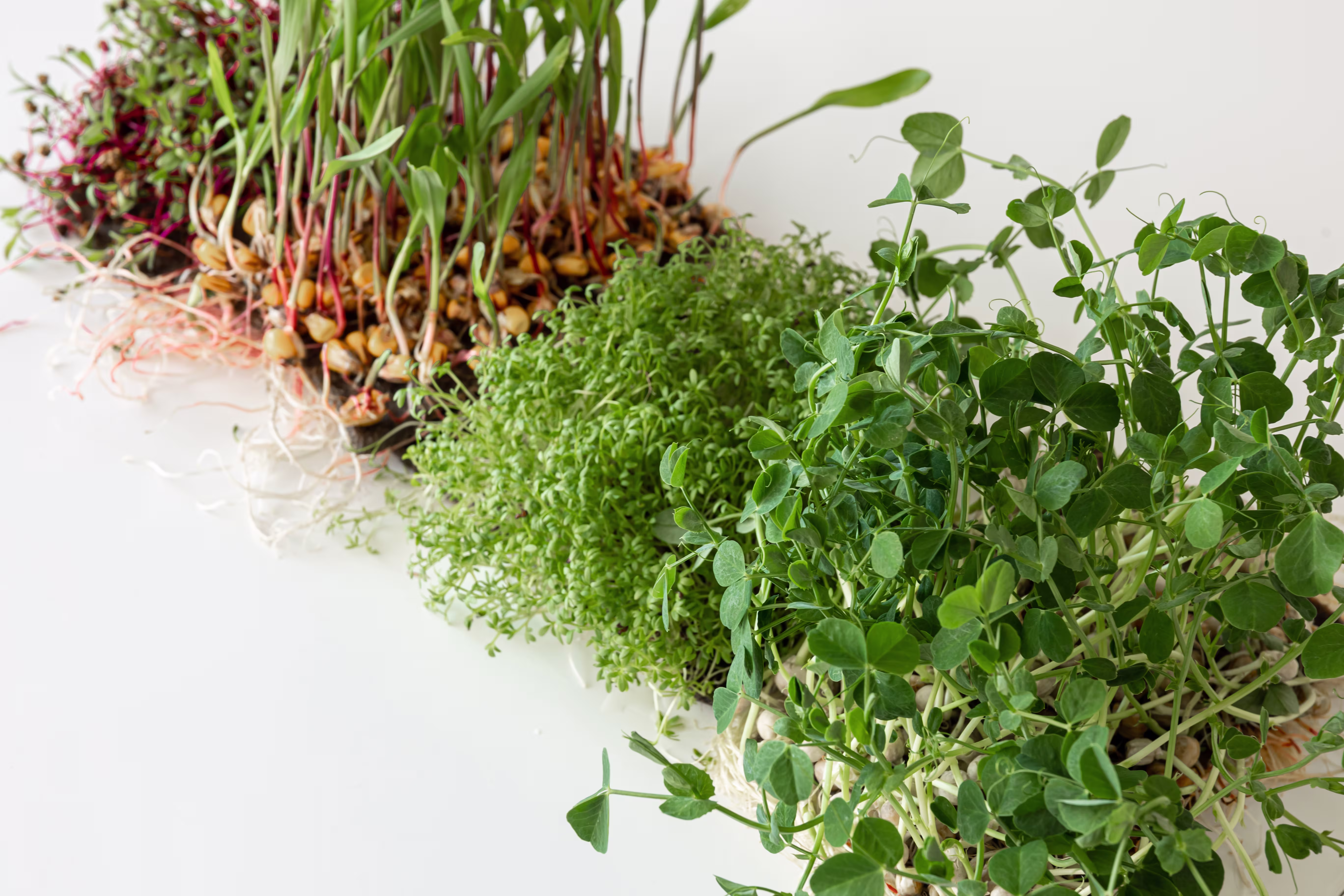 microgreens