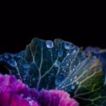 Fresh green and purple cabbage leaves with visible texture and natural layers, highlighting a nutrient-rich cruciferous vegetable used for health and wellness benefits