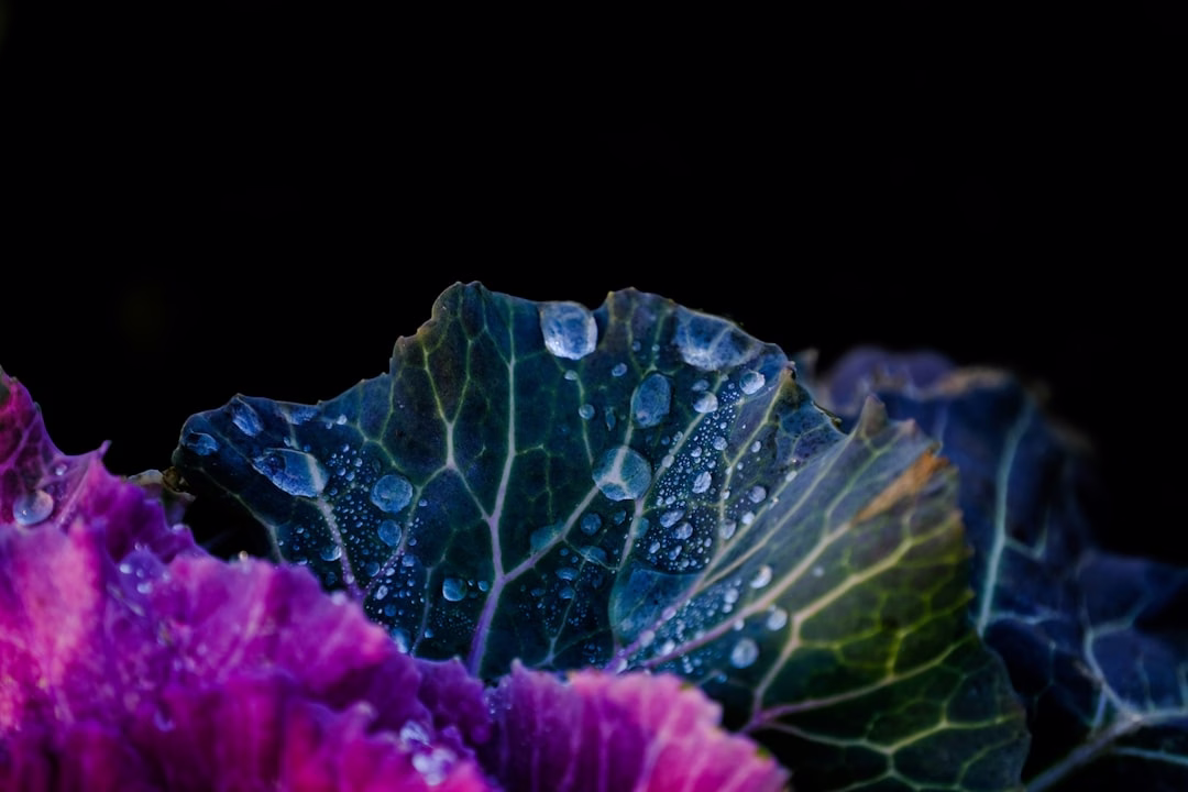 Fresh green and purple cabbage leaves with visible texture and natural layers, highlighting a nutrient-rich cruciferous vegetable used for health and wellness benefits