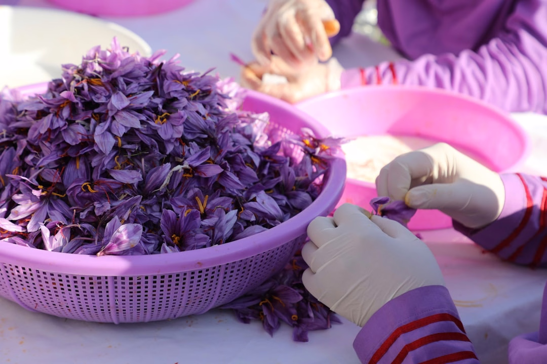 Hand carefully plucking vibrant red saffron stigmas from a purple Crocus sativus flower to illustrate saffron's health benefits.