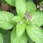 Fresh holy basil (tulsi) leaves, a traditional Ayurvedic herb