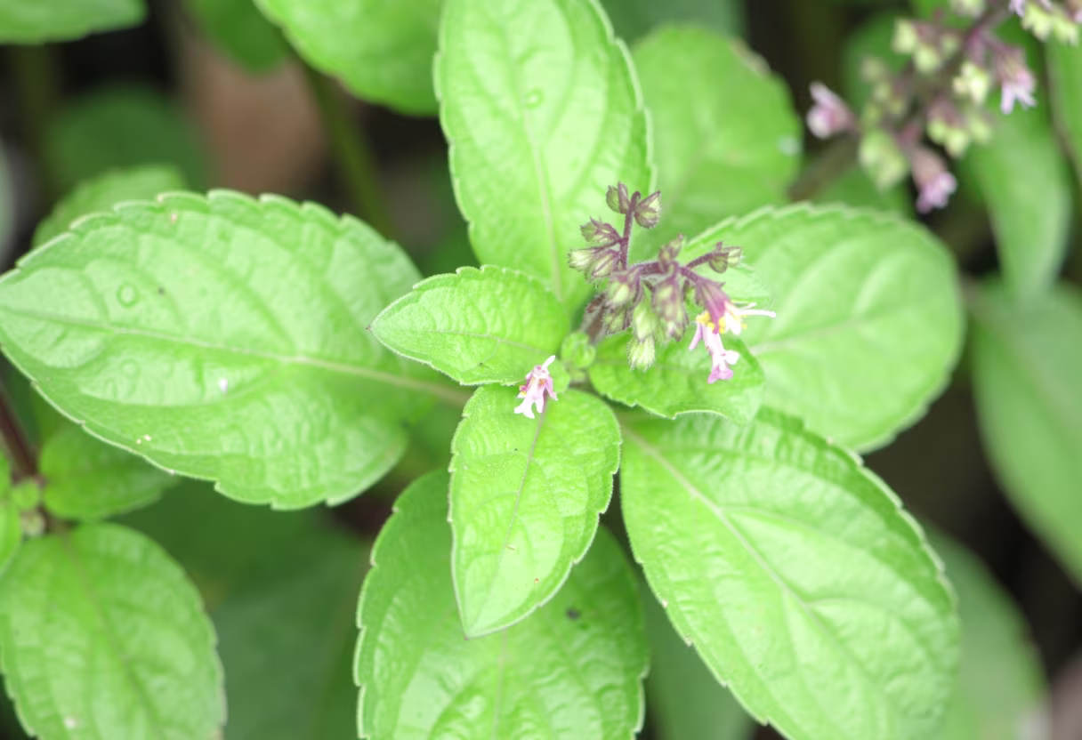 Fresh holy basil (tulsi) leaves, a traditional Ayurvedic herb
